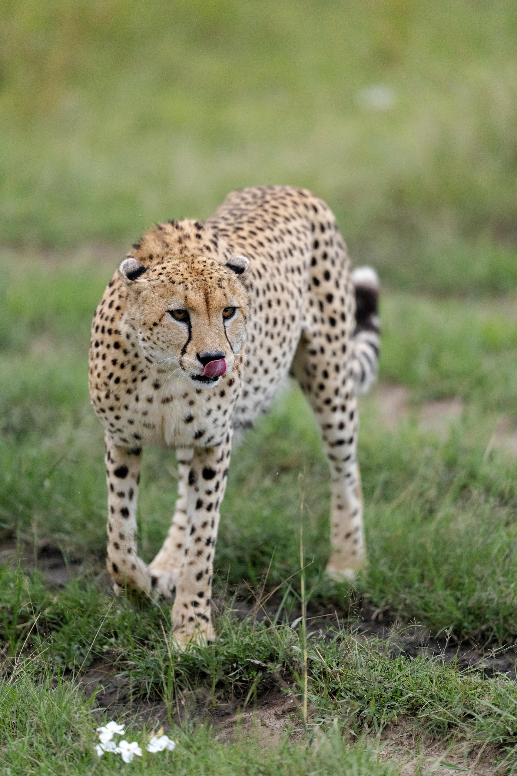 Galería de Samburu 1